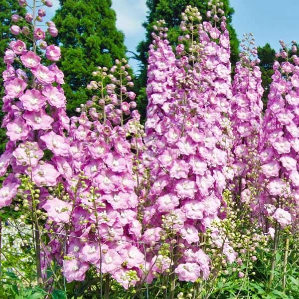 Outsidepride 2000 Seeds Delphinium Rose Larkspur Flower Seeds for Planting