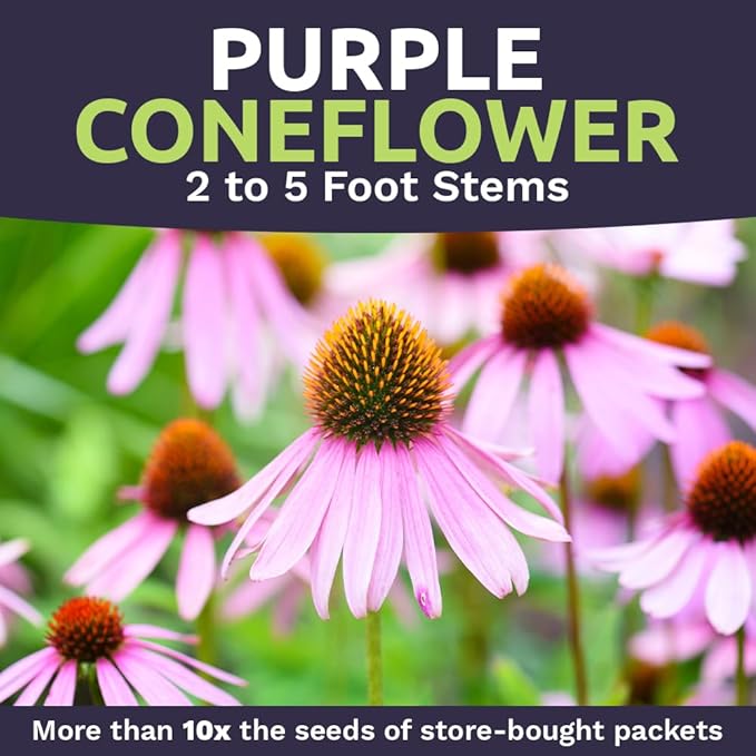 Purple Coneflower Seeds – Extra Large Packet – Over 3,000 Open Pollinated Non-GMO Wildflower Seeds – Echinacea purpurea