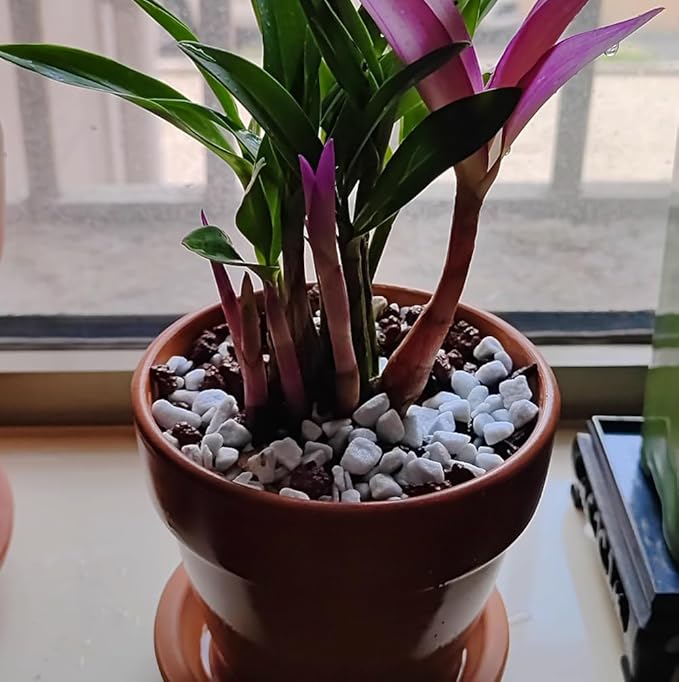 2 QT Professional Grade Horticultural Organic Perlite (2 QT, Large Size - Perlite)