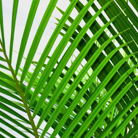 American Plant Exchange Majesty Palm Tree, Large Live Indoor Houseplant, Easy Care Patio Floor Palm, Pet Safe Air Purifying Plant for Home Office & Garden Décor, 10-Inch Pot, 3-4 Feet Tall