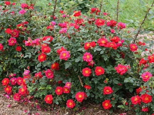 Proven Winners - ROSA `OSO EASY URBAN LEGEND` (Landscape Rose) Rose, cherry red flowers, #2 - Size Container