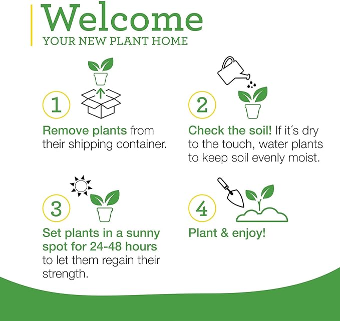 Bonnie Plants Jalapeno Hot Pepper Live Vegetable Plants - 4 Pack, Most Popular Chile Pepper, Non-GMO, 24 - 48 Inch Plants, 3 Inch Pepper Size