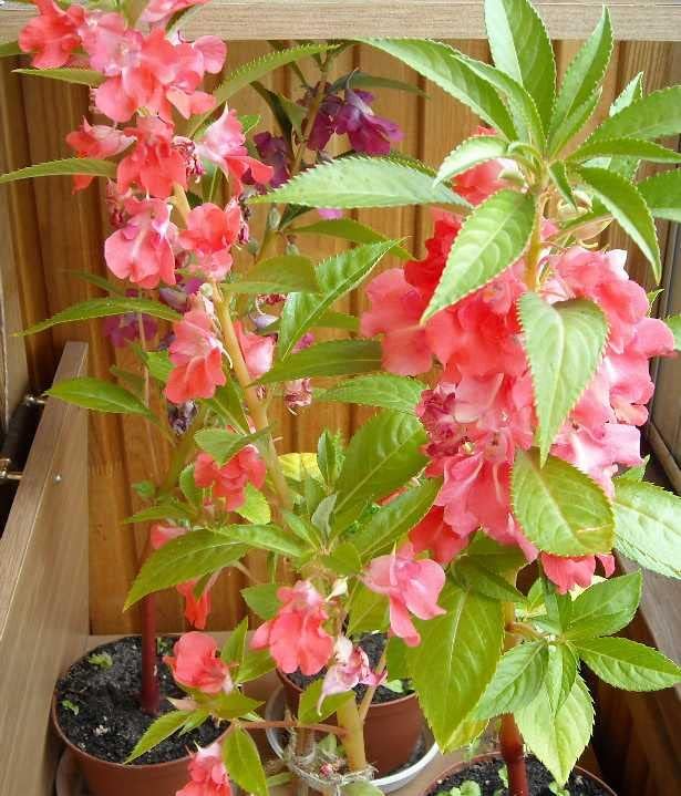 50+ Colorful Garden Balsam Impatient - Flower Mix
