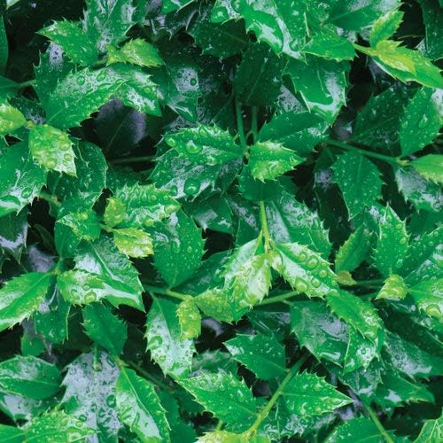 Proven Winners - Ilex x meserveae Castle Spire (Holly) Evergreen, , 3 - Size Container