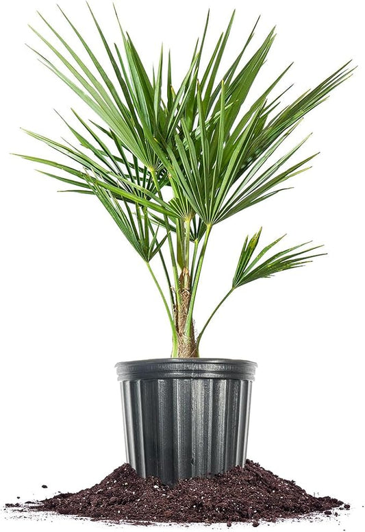 Windmill Palm in 3 Gal. Grower's Pot | Cold Hardy Tropical Tree | Low Maintenance | Drought Tolerant