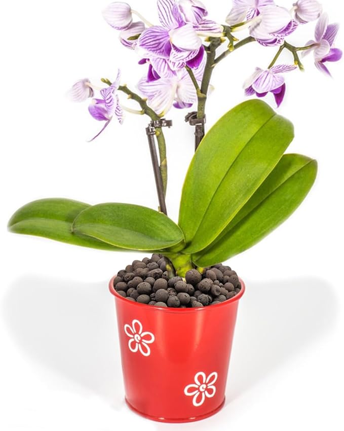 Clay Pebbles for Plants, 8mm-12mm Expanded LECA Balls Plant Garden Soil, Hydroponic, Aquaponics, Natural Leca Balls for Soil Root Development, Orchid Potting Mix, 2lb