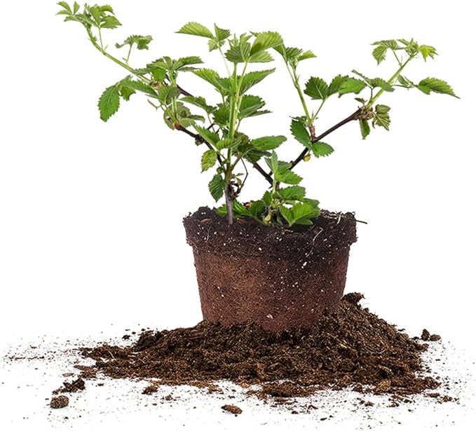 PERFECT PLANTS Arapaho Thornless BlackBerry Bush 1 Gal. Pot Tasty Sweet Fruit Large Firm Berries