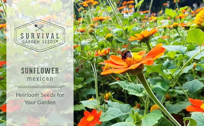 Survival Garden Seeds - Mexican Sunflower Seed for Planting - 5 Packs with Instructions to Plant and Grow Tithonia Rotundifolia in Your Home Vegetable or Flower Garden - Non-GMO Heirloom Variety