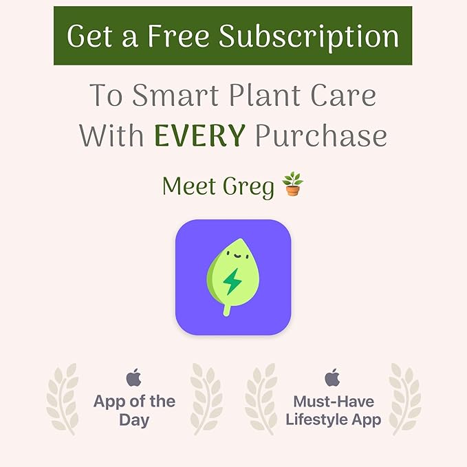 American Plant Exchange Monstera Adansonii Wide Leaf, Swiss Cheese Vine, 4-Inch Pot, Real Indoor Houseplant, Exotic Look, Easy to Care Live Plant