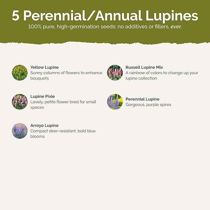 Eden Brothers Lupine Flower Mixed Seeds for Planting, 1/4 lb, 120,000+ Seeds with Russell, Arroyo, Yellow, Sky Lupine | Attracts Pollinators, Plant in Spring or Fall, Zones 3, 4, 5, 6, 7, 8, 9, 10