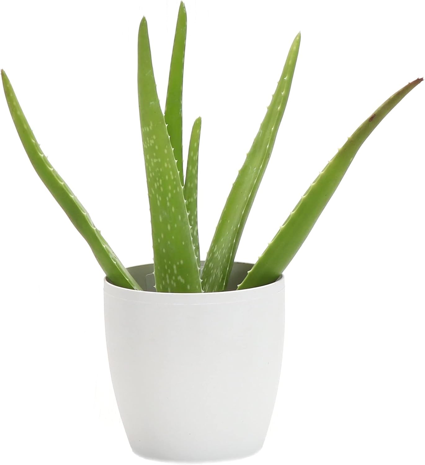 Thorsen's Greenhouse Aloe Vera, Live Indoor Plant, Aloe barbadensis, Easy to Grow, Succulent, Natural Air Purifier, 4" Diameter Pot (White)