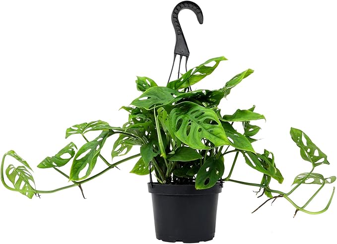 6" Swiss Cheese Plant Monstera Adansonii Live Plant Hanging Basket, Swiss Cheese Monstera Plant Live House Plants Indoors Live Plants Indoor Plants Live Houseplants Live Indoor by Plants for Pets