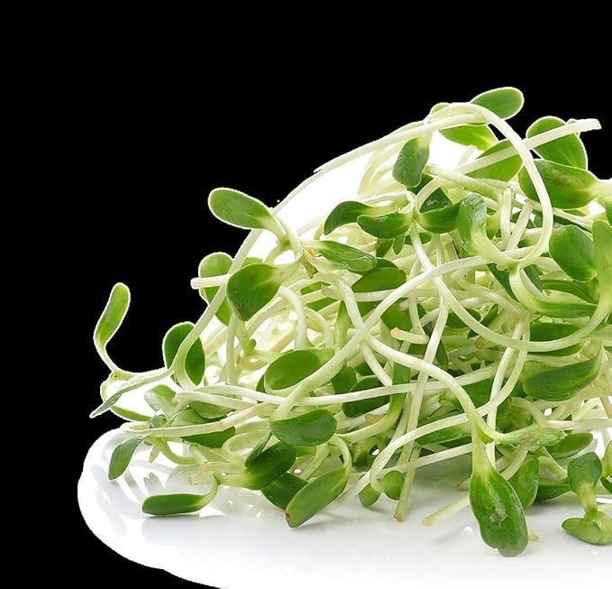 Nature Jims Sprout/Sprouting Seeds, Clover – Organic Non-GMO Premium Resealable Bag for Longer Freshness Rich in Vitamins, Minerals, Fiber, 16 oz