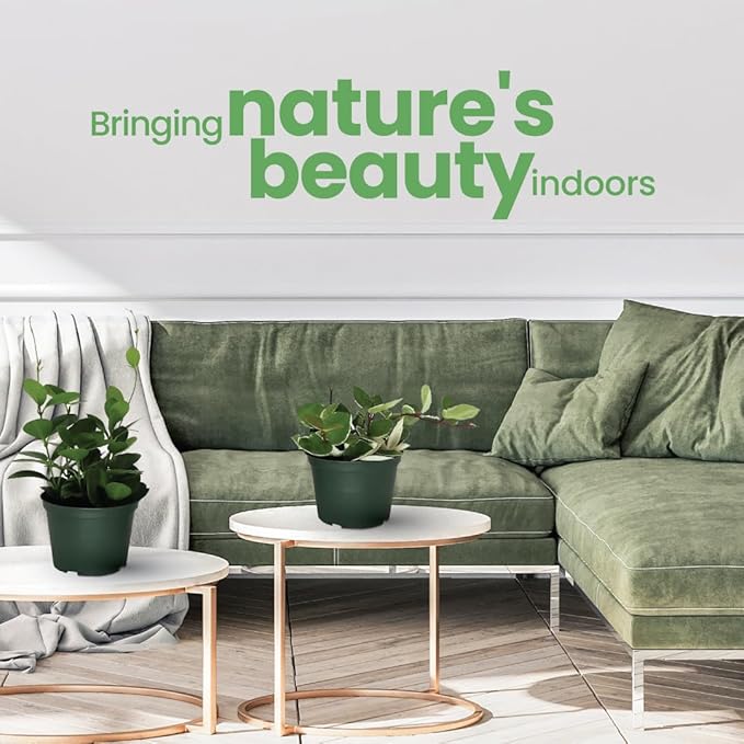 American Plant Exchange Live Assorted Hoya Plants, Plant Pots with Colorful Flowers for Home and Garden Decor, 6" Pot, Pack of 2