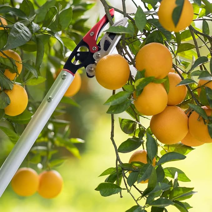32-Inch Cut and Hold Pruners, Long-Reach Tree Pruner with Rotating Cutter Head, Long Pruning Shears for Garden, Fruit Picking, Branches Trimming