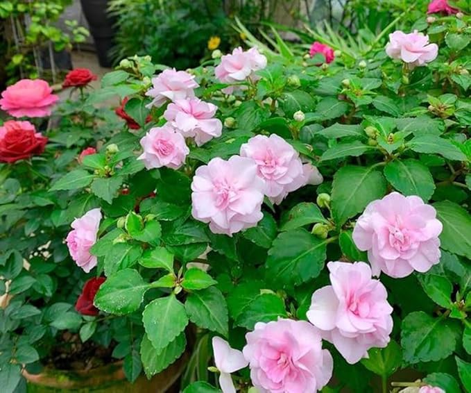 Mixed Double Camellia Impatiens Balsamina Flower Seeds 100 Seeds