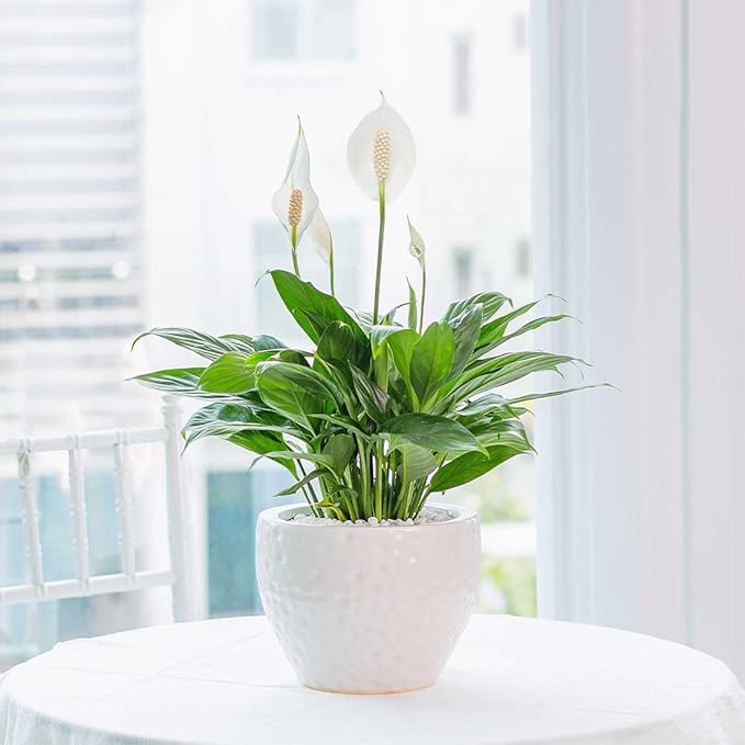 American Plant Exchange Spathiphyllum Peace Lily Live Plant, Indoor Flowering Houseplants, 4-Inch Pots, 2 Pack, Pot Covers, Easy Care, Low Light, Perfect for Housewarming, Sympathy, or Party Gifts