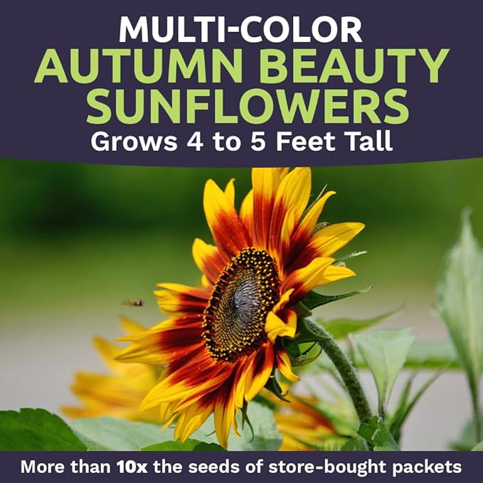 Autumn Beauty Sunflower Seeds – Bulk 1/4 Pound Bag – Over 5,000 Open Pollinated Non-GMO Wildflower Seeds – Helianthus annus – Beautiful Shades of Gold, Bronze, Yellow, and Purple