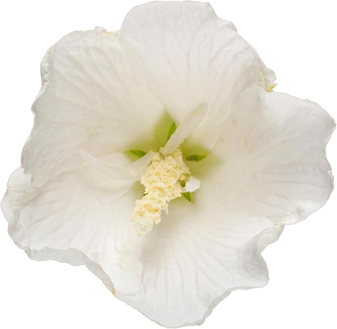 2 Gallon Proven Winners Hibiscus White Pillar Shrub