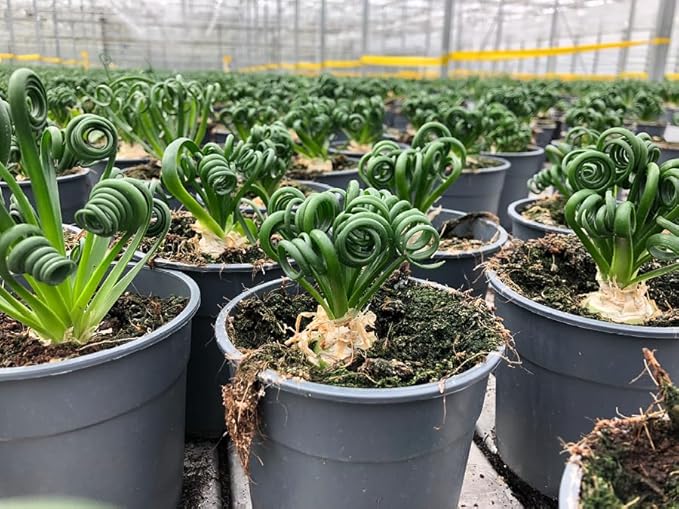 Premium Albuca Spiralis Potting Soil Mix - Perfect Balance of Nutrients, Drainage, and Aeration for Thriving Blooms - 1 Quart