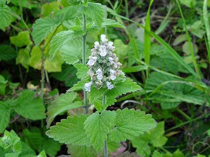 Catnip Catmint Nepeta Cataria About 100 Seeds for Planting