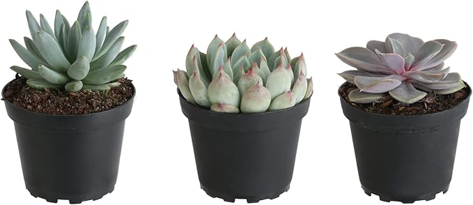 Costa Farms Echeveria Succulents Fully Rooted Live Indoor Plant 6-Inches Tall, in Grower Pot, 3-Pack