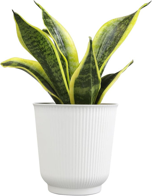 Altman Plants Sansevieria Superba Snake Plants (Approx. 8" Tall) in White Plant Pot, Variegated Snake Plant Decor, Easy Plant Gift & Desk Plant, Live Snake Plant Live Indoor with Pot, Air Purifying