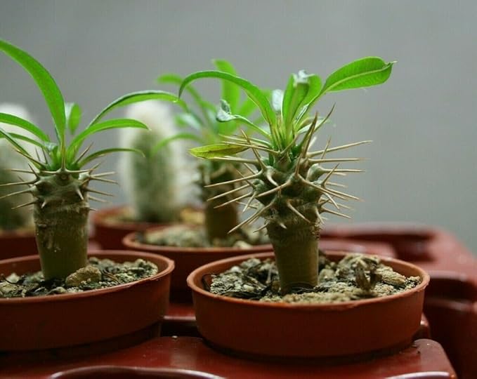 Premium Madagascar Palm Potting Mix - Crafted for Thriving Growth and Unique Elegance - 1 Quart