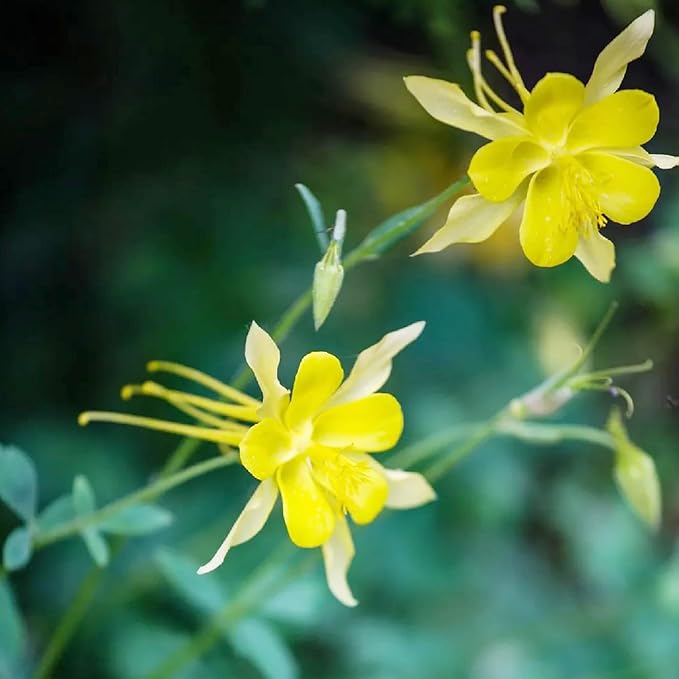 Columbine Seeds Aquilegia Seeds Bright Yellow Perennial Attract Butterflies Deer & Rabbit Resistant Fragrant Cut Flower Beds Border Outdoor 25Pcs Flower Seeds by YEGAOL Garden