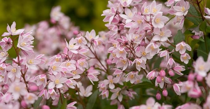Proven Winners - Deutzia Yuki Cherry Blossom (Yuki Cherry Blossom Deutzia) Shrub, pink flowers, #3 - Size Container
