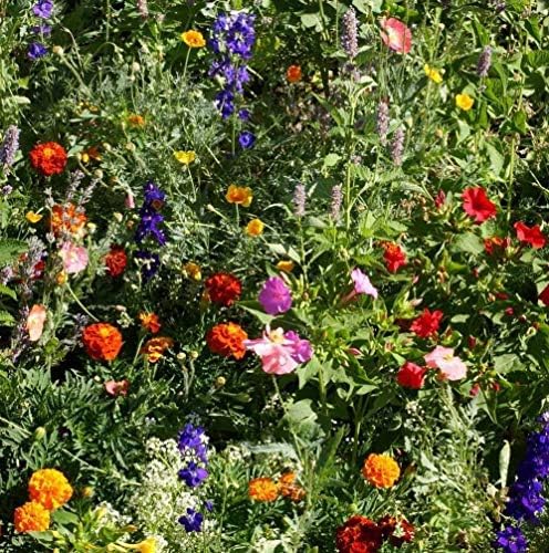 Outsidepride Deer Proof Wildflower Seed Mix - 1/4 lbs. Colorful Blend of Easy to Grow, Drought-Tolerant Annual & Perennial Wildflower Seeds for a Deer-Free,Vibrant Meadow & Pollinator-Friendly Garden
