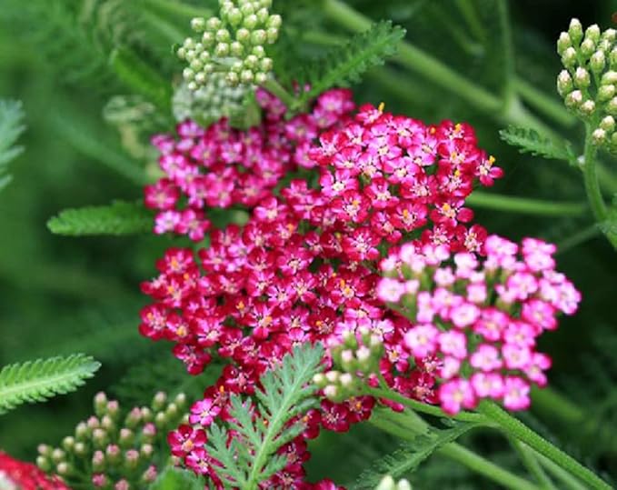 Common Yarrow Seeds Mixed Color Achillea Millefolium Flower Seeds 500 Seeds