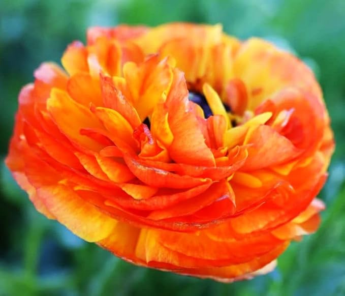 Mixed Peony Ranunculus Bulbs- Persian Buttercup -10 Corms Bulbs Flowering Blooms Perennial Bulbous Root Garden Plant (Orange)