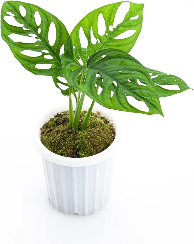 Premium Monstera Acuminata Soil Mix - Trusted by Experts for Strong and Healthy Plants by Gardenera - 20 Quart (4 Bags of 5 Quart)