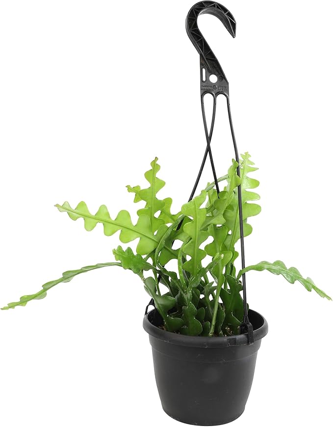 Zigzag Fishbone Cactus Plants Hanging Basket, Epiphyllum Plant, RIC Rac Cactus Plants Live Succulents Plants Live Houseplants, House Plants Indoors Live Indoor House Plants by Plants for Pets