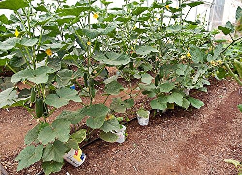 US Grown 30 Persian Beit Alpha a.k.a. Lebanese Cucumber Seeds Heirloom Non-GMO Burpless Sweet Non-Bitter and Acid Free, Crispy and Sweet, Fragrant and Delicious, Cucumis sativus, Grown in USA