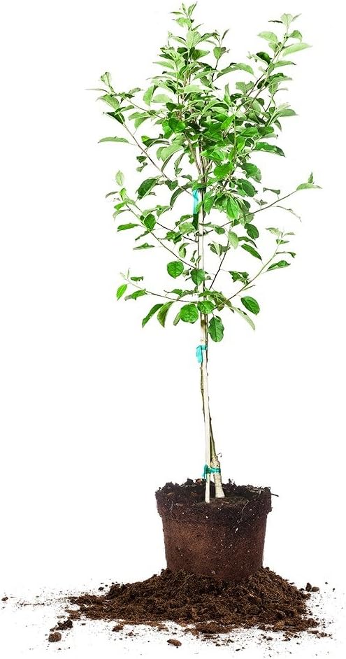 Anna Apple Tree - Size: 5-6 ft, Live Plant, Includes Special Blend Fertilizer & Planting Guide