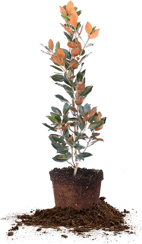 Perfect Plants Little Gem Magnolia Live Plant, 3-4', Includes Care Guide