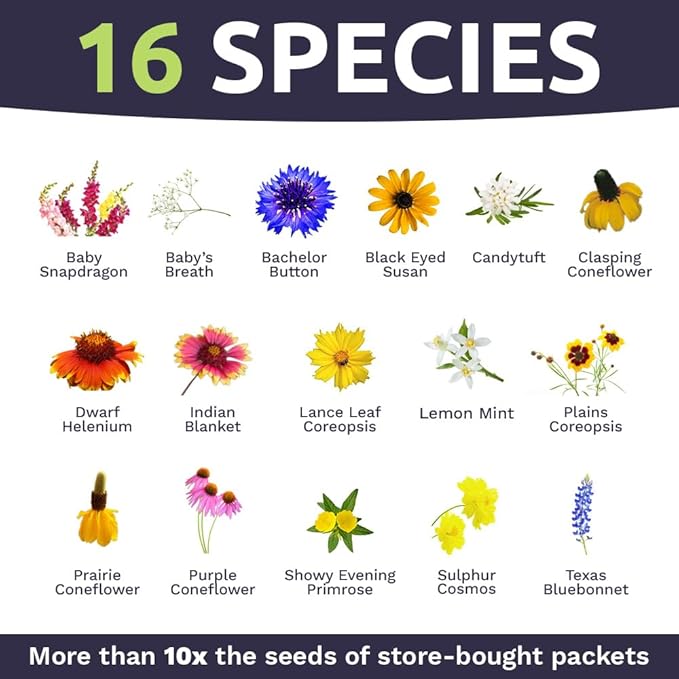 Texas Oklahoma Wildflower Seeds Mixture - Bulk 1/4 Pound Bag - Over 60,000 Native Seeds - Open Pollinated and Non GMO