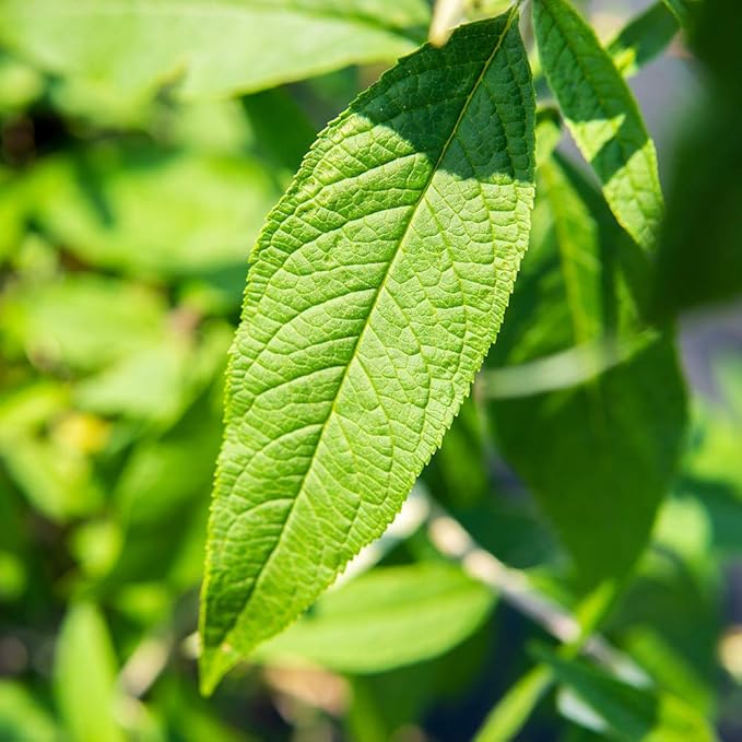 PERFECT PLANTS Black Knight Butterfly Shrub 3 Gallon | Live Bush for Outdoor Planting | Attracting Pollinators Like Butterflies, Bees, and Hummingbirds | Beautiful Dark Purple Flowers in Summer