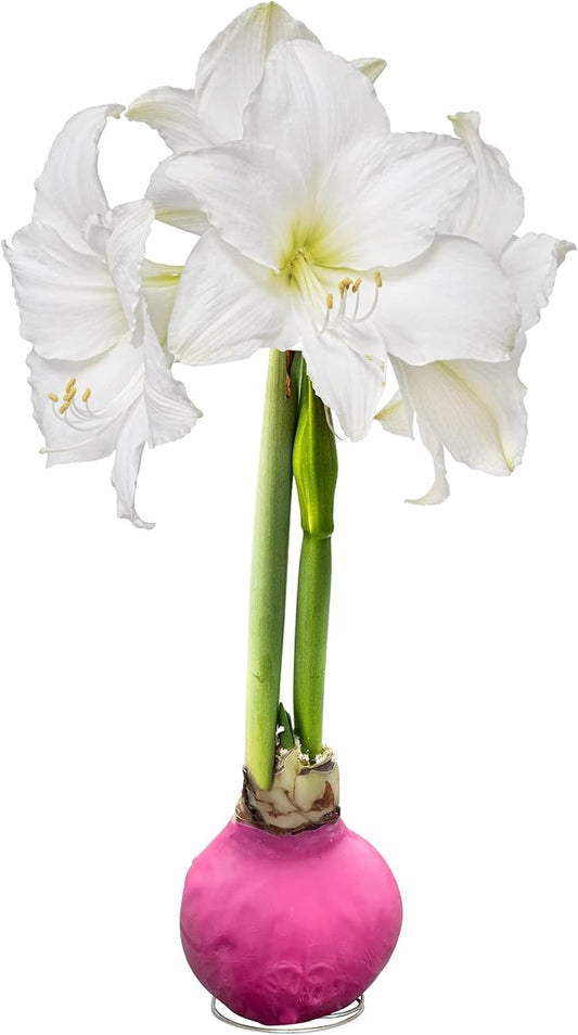 Waxed Amaryllis Bulb - Pink Wax, White Blooms - Easy Care - No Watering Needed! Beautiful Spring Décor