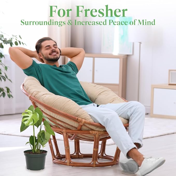 American Plant Exchange Monstera Deliciosa Split Leaf Plant, Live 6-Inch Pot for Home and Garden Decor, Air Purifying Tropical Elegance