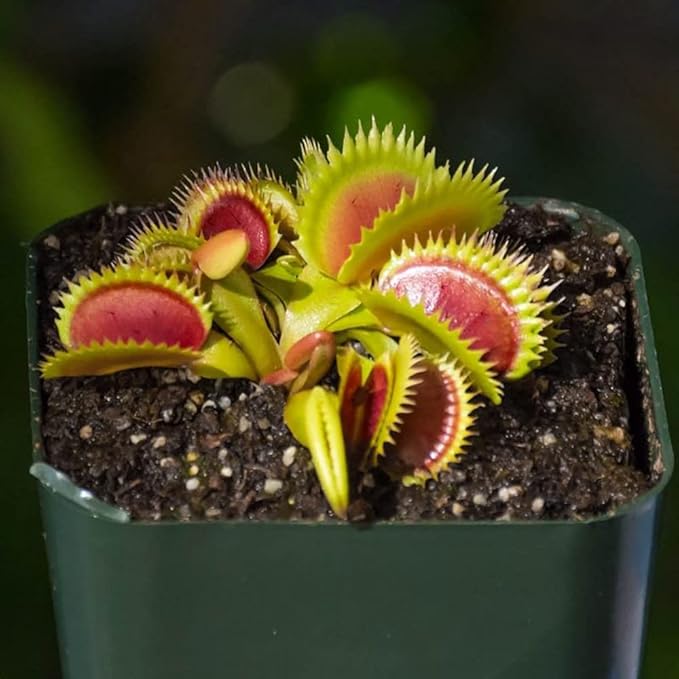 Carnivorous Plant Soil Mix for Repotting 4 QT, All Natural Ingredients Great for Venus, Sundews, and Pitcher Plants