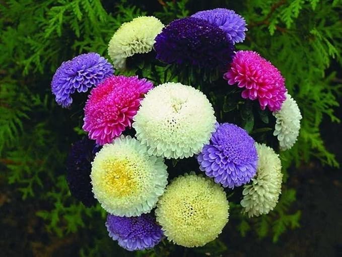 Peony Aster Mix About 100 Seeds for Planting Non-GMO Pack with Growing Instructions Flower Garden