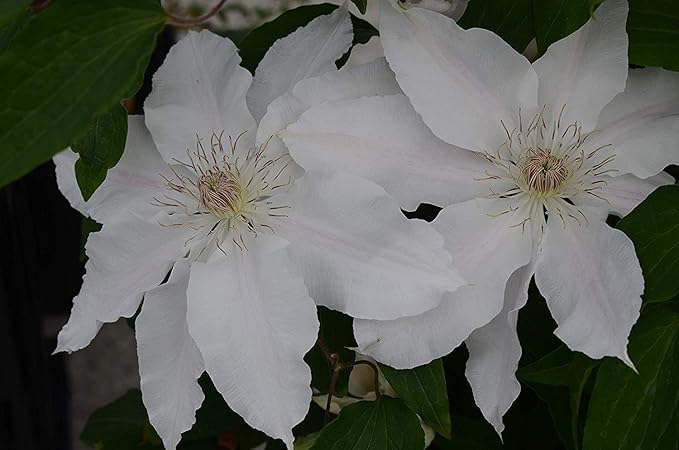 Raymond Evison Clematis - Clematis Hyde Hall (Clematis) Perennial, white flowers, 8`` - Size Container