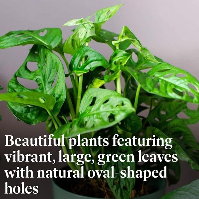 American Plant Exchange Monstera Adansonii Swiss Cheese Vine, Live 6-Inch Plant Pot for Home and Garden Decor, Air Purifying