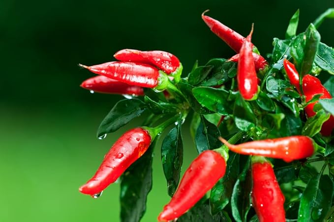 Tabasco Red Hot Chili Pepper Seeds for Planting, 50+ Heirloom Seeds Per Packet, (Isla's Garden Seeds), Non GMO Seeds, Botanical Name: Capsicum frutescens, Great Home Garden Gift