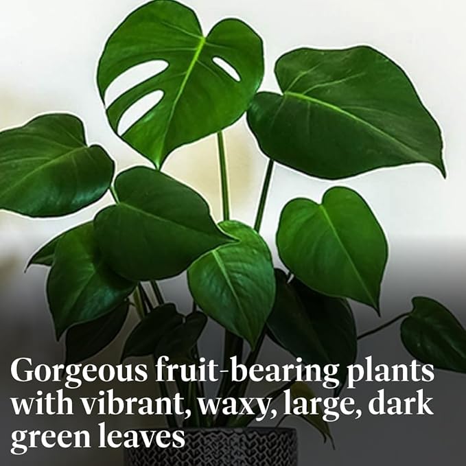 American Plant Exchange Monstera Deliciosa Split Leaf Plant, Live 6-Inch Pot for Home and Garden Decor, Air Purifying Tropical Elegance