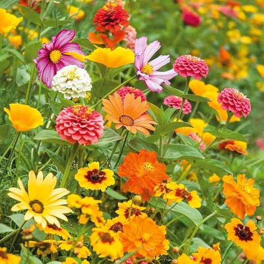 Eden Brothers Orange Sherbet Flower Mixed Seeds for Planting, 1/4 lb, 120,000+ Seeds with Cosmos Picotee, Bright Lights | Attracts Pollinators, Plant in Spring or Fall, Zones 3, 4, 5, 6, 7, 8, 9, 10
