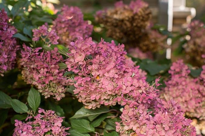 Green Promise Farms Hydrangea PAN. `Vanilla Strawberry` (Panicle) Shrub, 2-Size Container, White/Pink/red Flowers